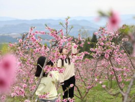 四川平昌：桃花绽放春意浓