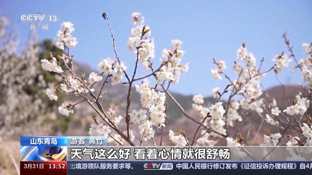 1.1万亩、55万多株 和漫山樱桃花一起共赴春光！